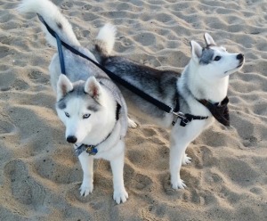 two siberian huskies on the beach