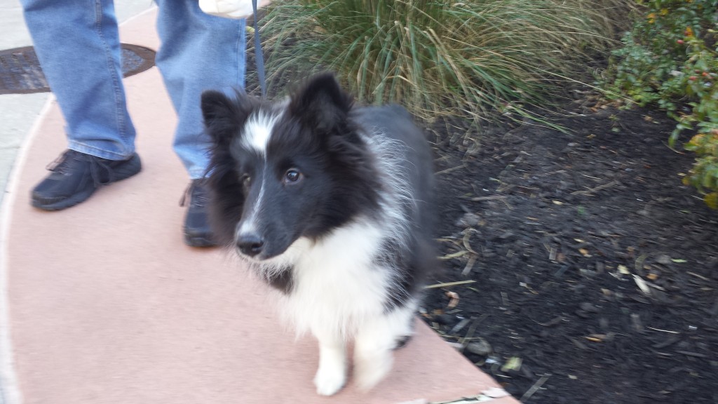 shetland dog at jersey outlets