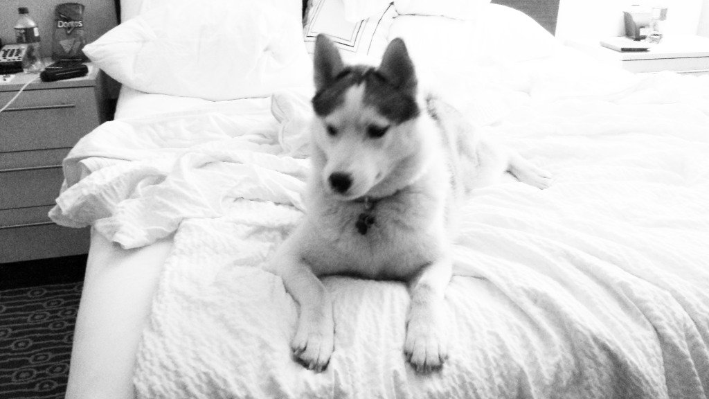 Siberian husky in hotel room on bed