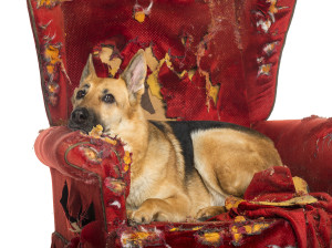 bored german shepherd on destroyed armchair