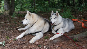 Fiona and Lobo in woods