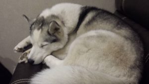 Secret sleeps in traditional husky style