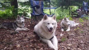 Trio of Huskies with Camping Chair