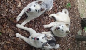 Husky Trio at Highland Mountain Bike Park